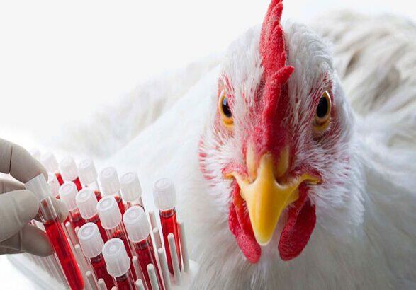 بهره برداری زنجیره های غیر بومی طیور از مزیت های گلستان | سر استان بی کلاه ماند