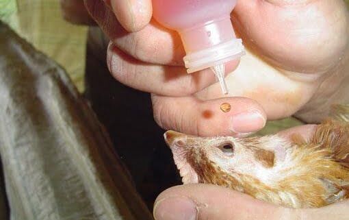 بهره برداری زنجیره های غیر بومی طیور از مزیت های گلستان | سر استان بی کلاه ماند