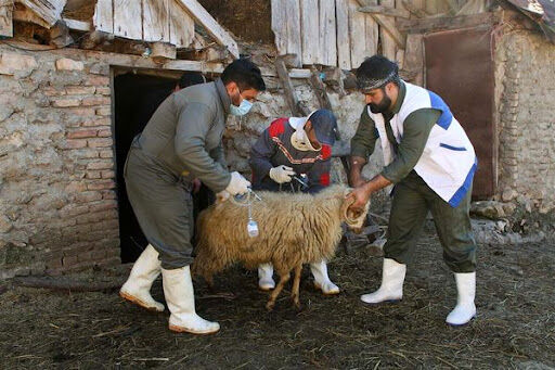 ارایه ۳۵ میلیون خدمت رایگان به مناطق محروم از سوی جهاد دامپزشکی ارایه ۳۵ میلیون خدمت رایگان به مناطق محروم از سوی جهاد دامپزشکی