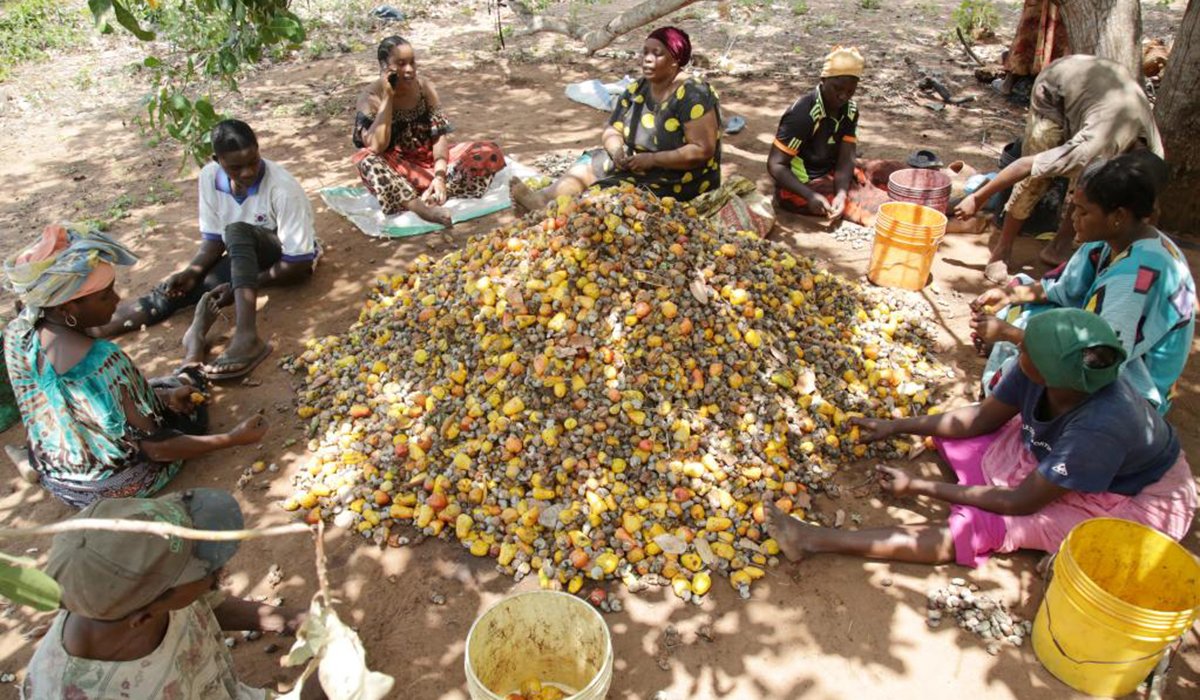 فراوری و تولید قیمت بادام هندی