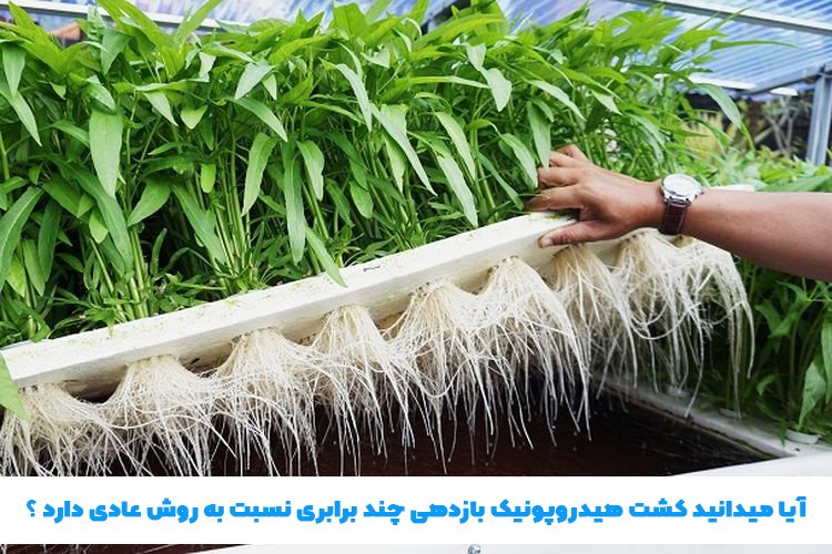 هزینه ساخت گلخانه 1000 متری هیدروپونیک