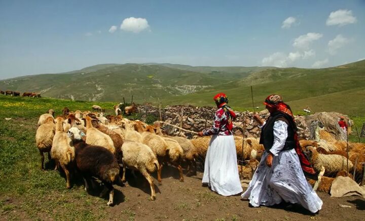 گوشت تولیدی عشایر، گوشت پاک است گوشت تولیدی عشایر، گوشت پاک است