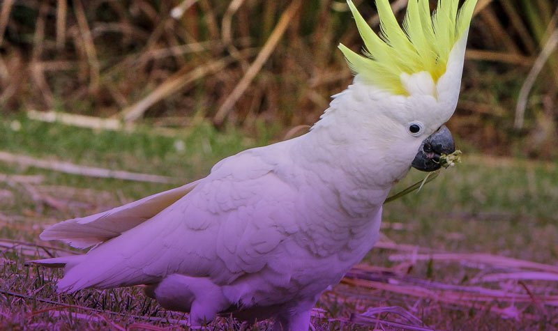 محصولات سلامتی طوطی