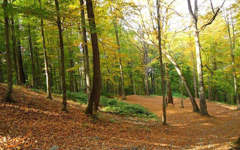 جست و گریز رویایی آهوان در پارک ملی گلستان | جلوه گری آبشارها گردشگران را مجذوب خود می کند