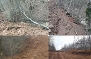 ورود دادستانی به ماجرای قطع ۴۰۰۰ اصله درخت در جنگل نور