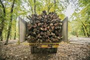 نیاز سالانه ۱۳ میلیون متر مکعب چوب در کشور