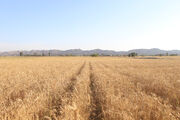 برداشت نخستین خوشه های طلایی گندم در سیستان و بلوچستان