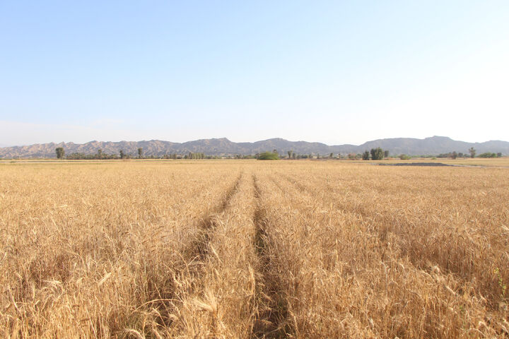 ۸۵ درصد سطح زیر کشت دیم در قزوین به کشت گندم اختصاص یافت