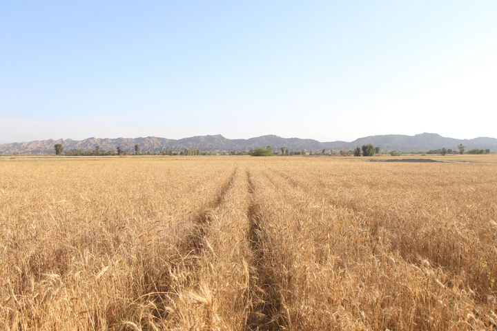 برداشت نخستین خوشه های طلایی گندم در سیستان و بلوچستان