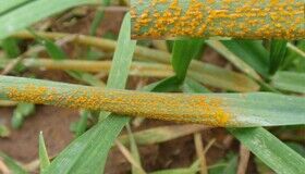 سایه آفات بر مزارع گندم گلستان | جبران خسارت کشاورزان در ابهام است