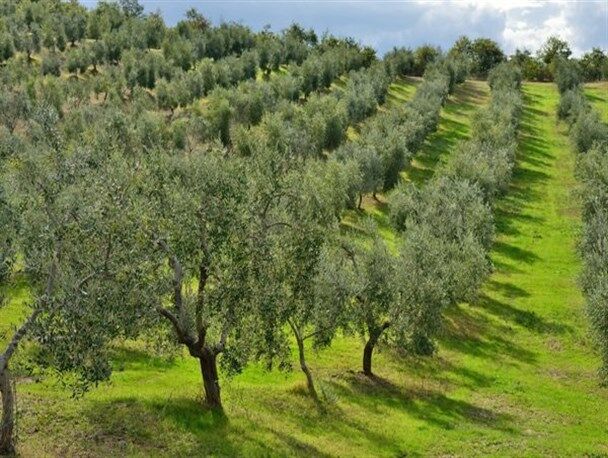 روش های سنتی در تولید زیتون حذف شود روش های سنتی در تولید زیتون حذف شود
