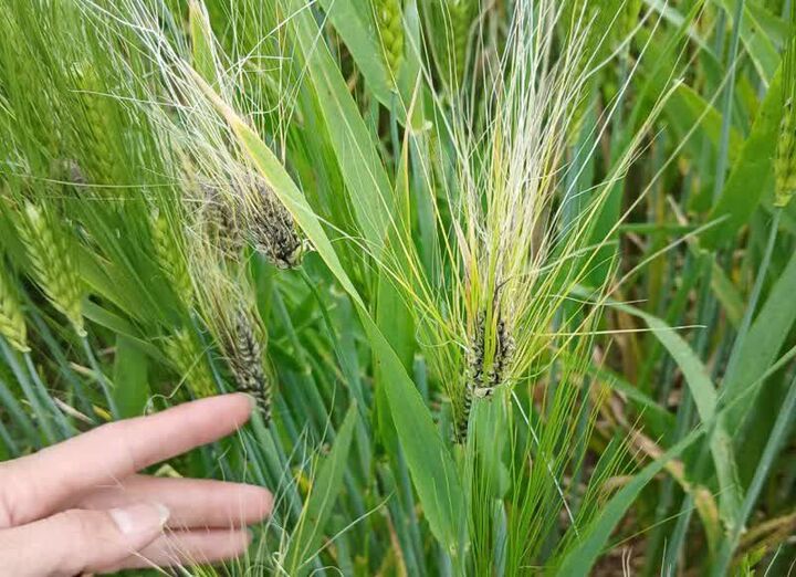 مشاهده «سیاهک سخت جو» در برخی از مزارع آزادشهر مشاهده «سیاهک سخت جو» در برخی از مزارع آزادشهر