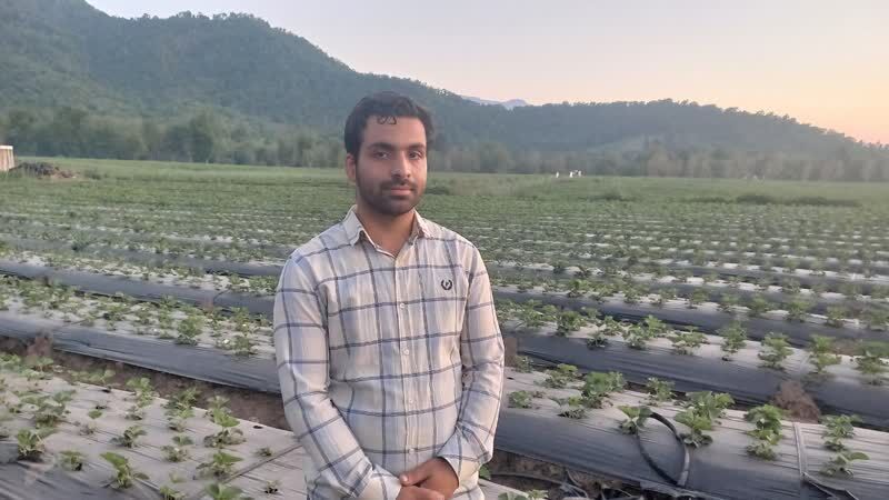 هر هکتار توت فرنگی برای ۱۰۰۰ نفر اشتغالزایی ایجاد می کند