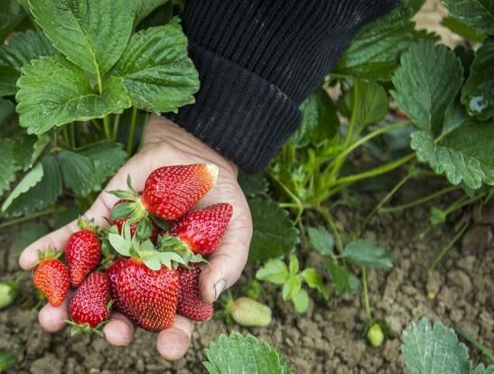 ایجاد صنایع تبدیلی همچنان در حد شعار و وعده| سود طلای سرخ کردستان به جیب واسطه ها می رود