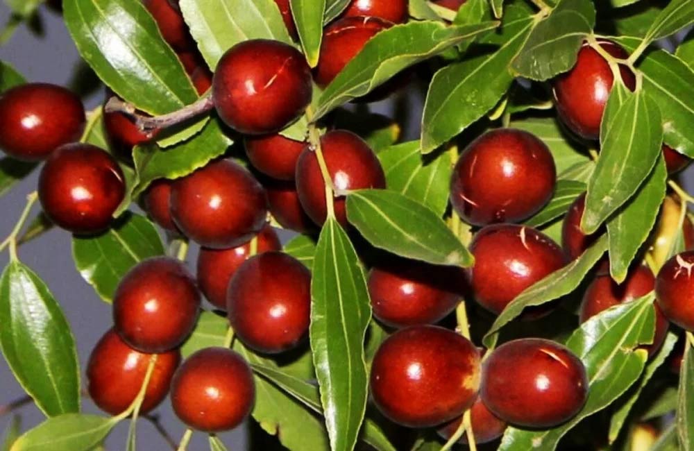 نکاتی برای خرید عناب