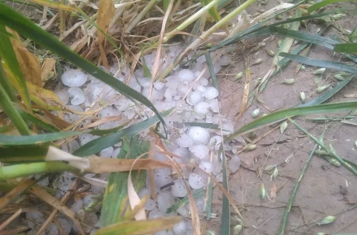 کشاورزی استان سمنان ۶۵۰ میلیارد تومان خسارت دید| گلایه کشاورزان از بدعهدی بیمه ها