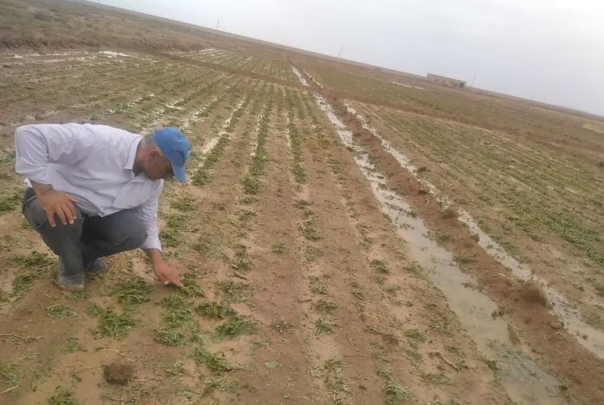 کشاورزی استان سمنان ۶۵۰ میلیارد تومان خسارت دید| گلایه کشاورزان از بدعهدی بیمه ها