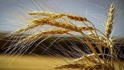 پیش‌بینی می‌شود امسال ۱۵ میلیون تن گندم در کشور تولید شود