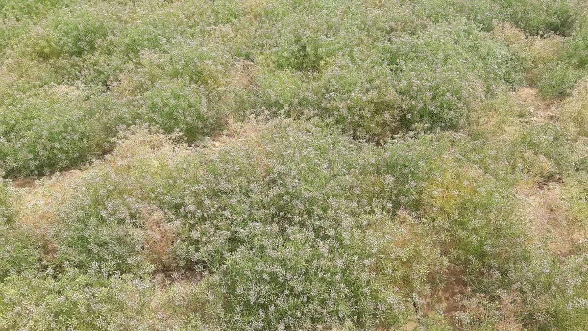 گلستان گوی سبقت را در تولید زیره از کرمان ربود| ضعف در فرآوری و برندسازی