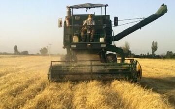 میانگین قیمت هر تن جو صادراتی ۲۳۷ دلار در هر تن| جایگاه ۷۸صادرات به ایران رسید