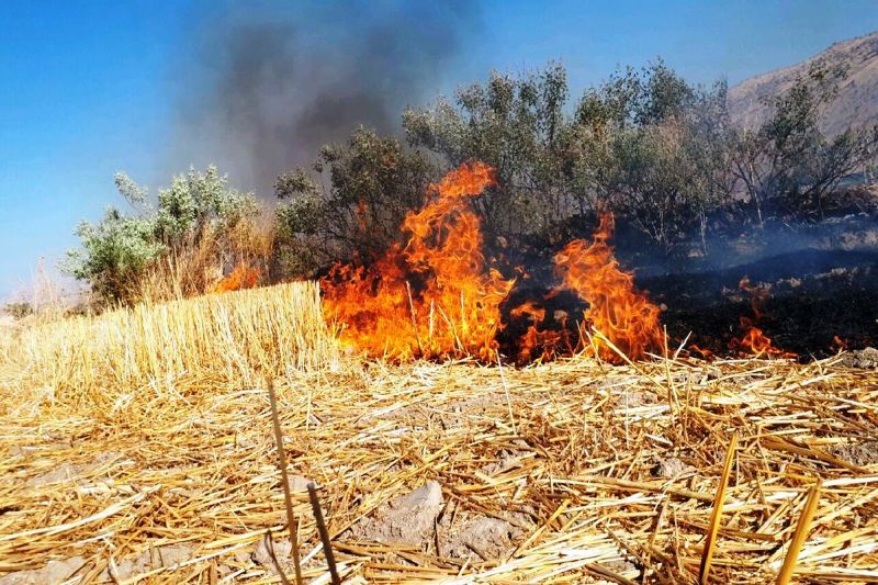 میراث کهن یک میلیارد تومانی در آتش| قصه پر غصه آتش سوزی جنگل های بلوط