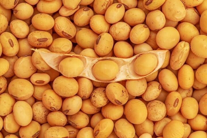 کشاورزان گلستانی از بذور لیبل دار سویا استفاده کنند| علوفه ای شدن به نوع بذر ارتباطی ندارد کشاورزان گلستانی از بذور لیبل دار سویا استفاده کنند| علوفه ای شدن به نوع بذر ارتباطی ندارد