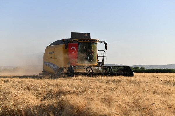 ۳۲۰ هزار تن گندم از کشاورزان ایلام خریداری شد ۳۲۰ هزار تن گندم از کشاورزان ایلام خریداری شد