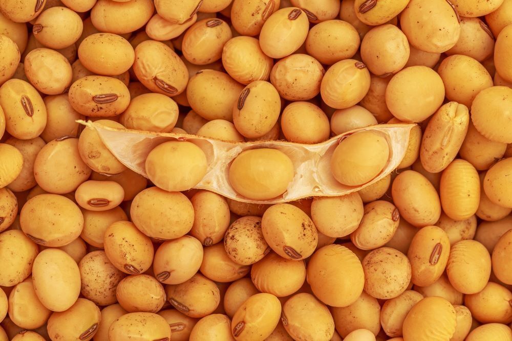 هم سرنوشتی سویا و پنبه در گلستان | کشاورزان رغبتی ندارند