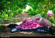 برداشت گل محمدی در بهشهر