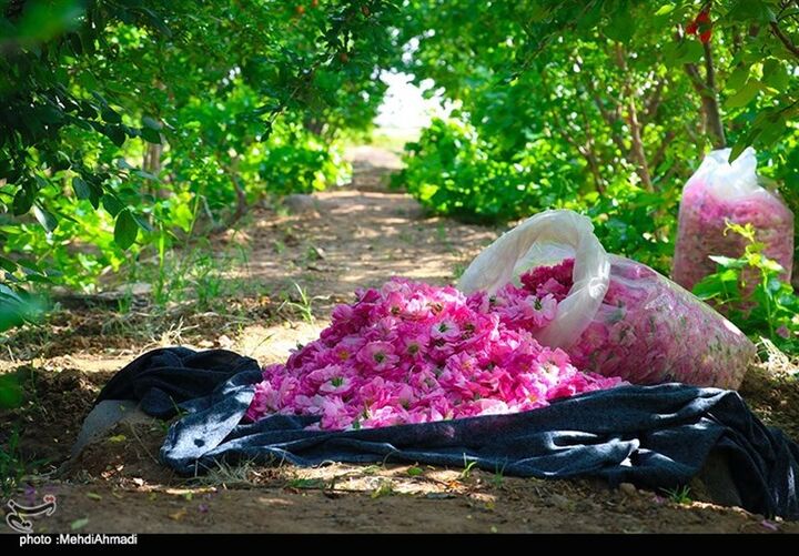برداشت گل محمدی در بهشهر
