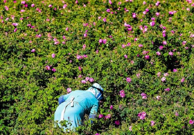 گل محمدی از طلوع معاملات تا افول صادرات| «فرآوری» حلقه گمشده رقابت در عرصه جهانی