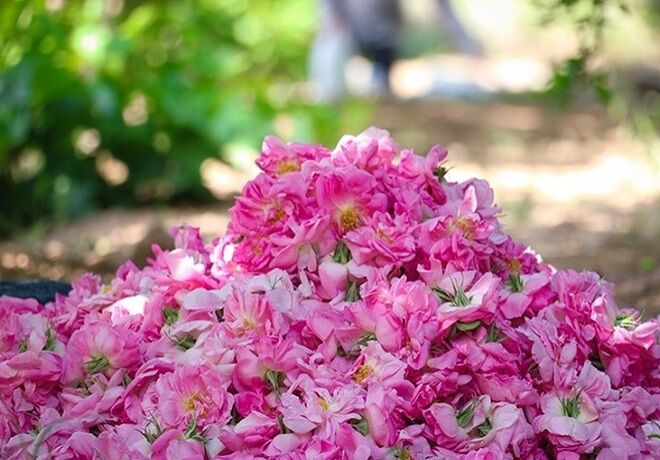 گل محمدی از طلوع معاملات تا افول صادرات| «فرآوری» حلقه گمشده رقابت در عرصه جهانی