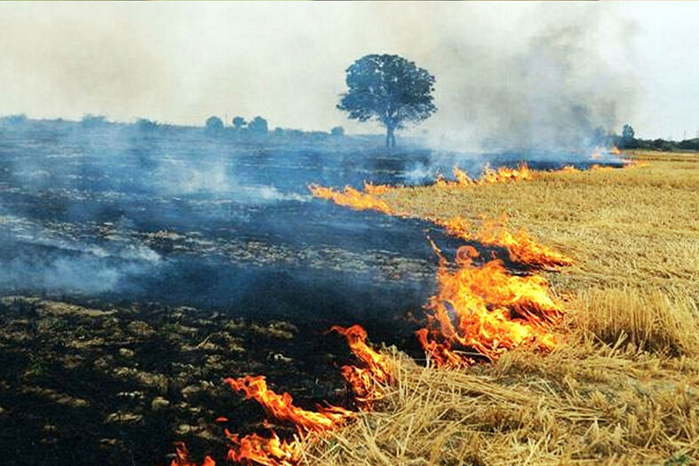 پافشاری کشاورزان بر یک سنت غلط | جهاد کشاورزی نظاره گر سوزاندن سرمایه ملی است