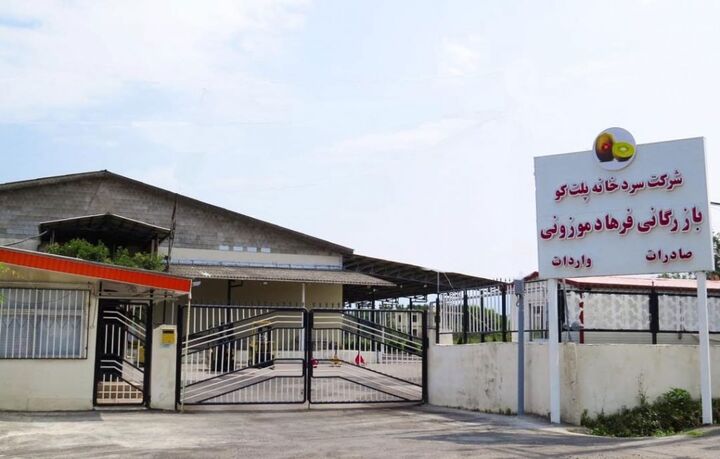 صادرات کیوی شرکت سردخانه پلت کو