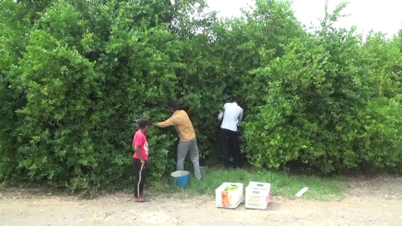 دل نگرانی لیموکاران هرمزگانی شدت گرفت| کشاورزان: از کشت به قطع رسیده ایم