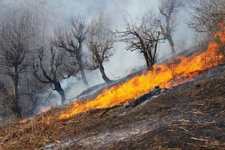 وقوع ۶۵ فقره آتش سوزی در جنگل ها و مراتع استان کردستان