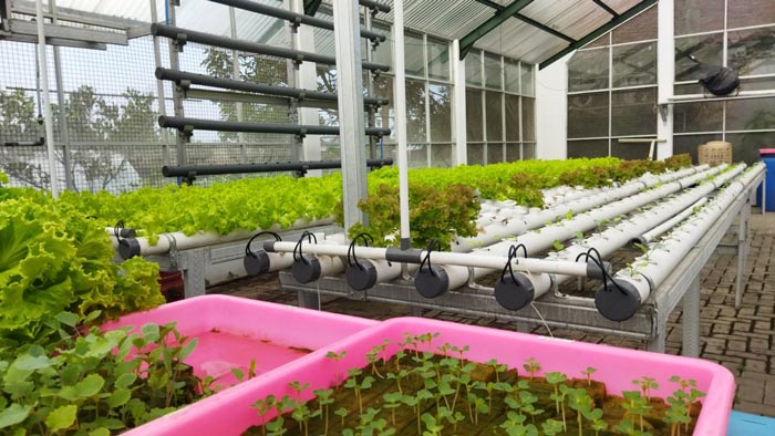 طرح توجیهی گلخانه ۱۴۰۳ از ۳۰۰ تا ۵۰۰۰ متر (مشاوره رایگان)