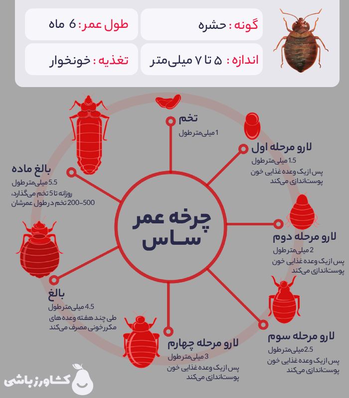 ساس چیست - چرخه عمر ساس