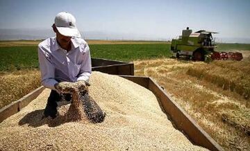 گندم گلستان غرق در گودال بی کفایتی برخی مسئولان است| عدم قیمت گذاری منصفانه
