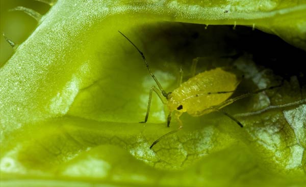 مهمترین آفات کشاورزی در کشور که کشاورزان باید بشناسند!