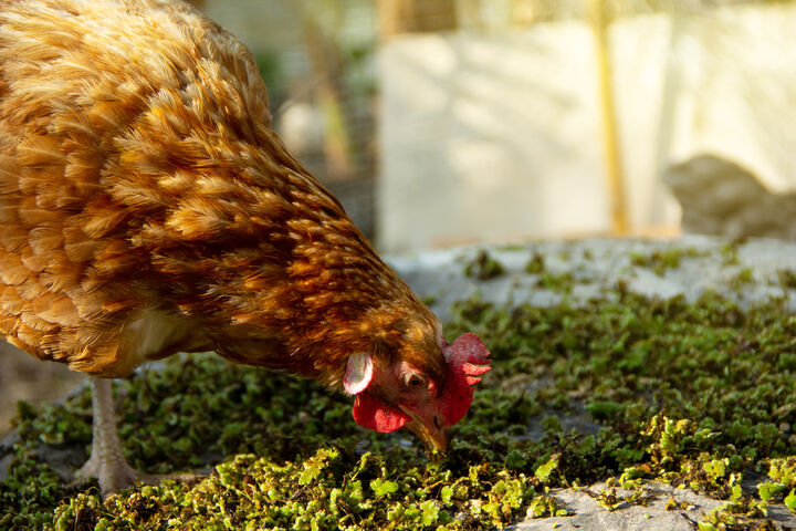 اسید آمینه های ضروری طیور کدامند؟ اسید آمینه های ضروری طیور کدامند؟