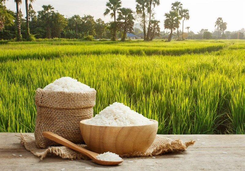 محدویتی برای کشت دوم برنج در مازندران وجود ندارد