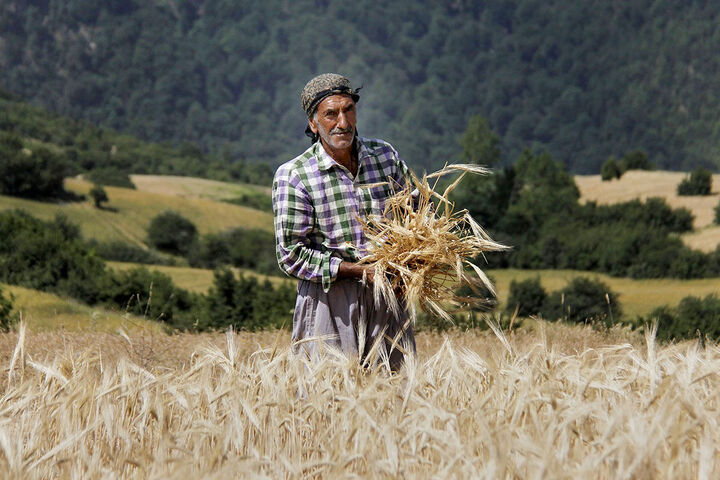 پول بیش از ۹۰ درصد گندمکاران تسویه شد