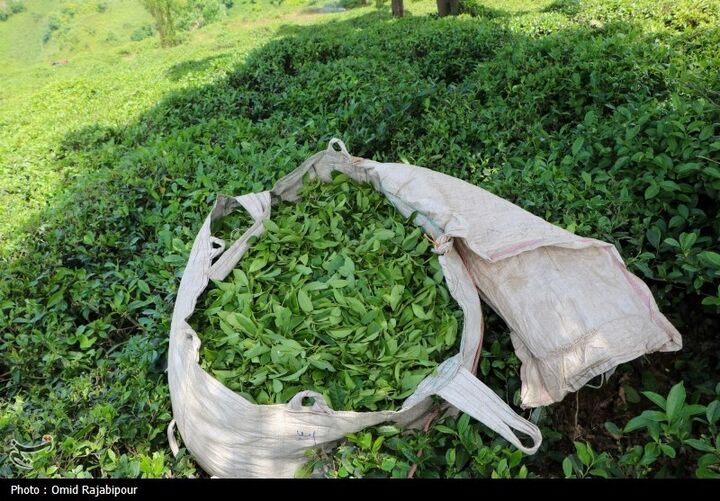 چای مشمول قیمت گذاری شد| بازار چای به آرامش می رسد چای مشمول قیمت گذاری شد| بازار چای به آرامش می رسد