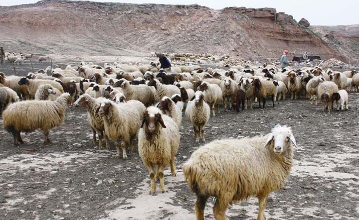 نژاد گوسفند افشاری پایه مناسبی برای کار اصلاحی در زمینه بهبود سرعت رشد و تولید مثل خارج از فصل است نژاد گوسفند افشاری پایه مناسبی برای کار اصلاحی در زمینه بهبود سرعت رشد و تولید مثل خارج از فصل است