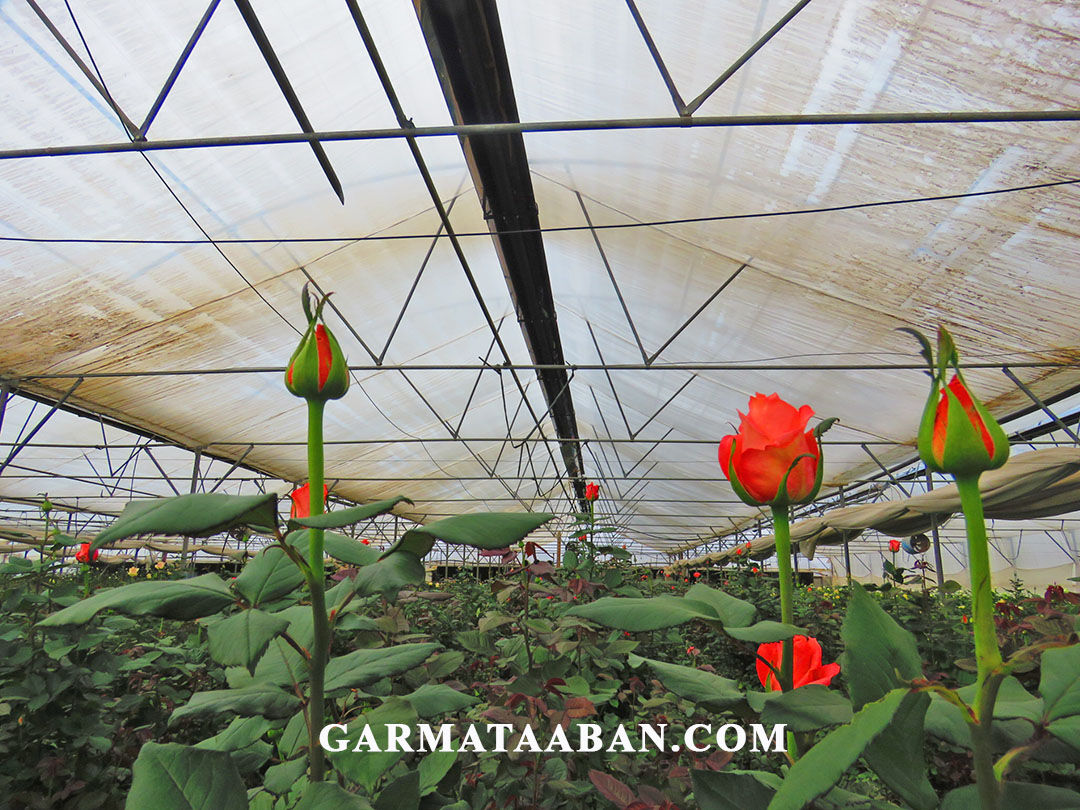 نقش بخاریهای صنعتی گازی تابشی در بهره وری و کاهش هزینههای گرمایشی در کارخانجات