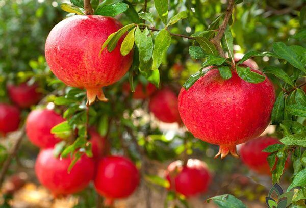 «روستای مارین» پیوندی از تاریخ و طبیعت | جاذبه ای در راه شوش به تخت جمشید