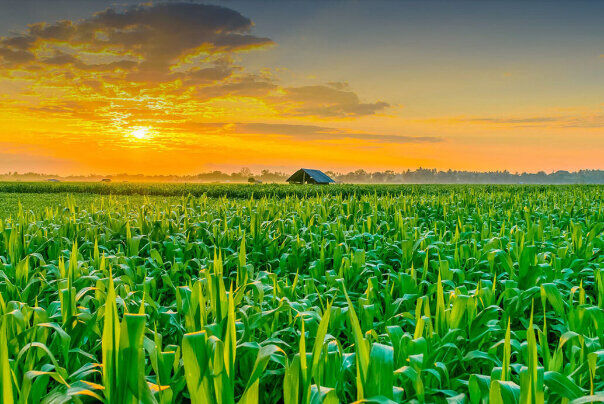 ۷۴ پروژه کشاورزی در همدان در هفته جهاد کشاورزی افتتاح میشود ۷۴ پروژه کشاورزی در همدان در هفته جهاد کشاورزی افتتاح میشود