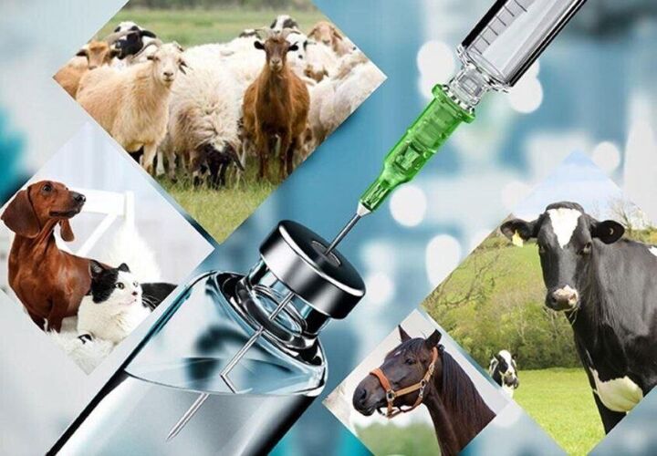 واردات ۷۰۰ میلیون دلار داروی دام| تخصیص ارز واردات واکسن دام ۶۰ روزه شد واردات ۷۰۰ میلیون دلار داروی دام| تخصیص ارز واردات واکسن دام ۶۰ روزه شد
