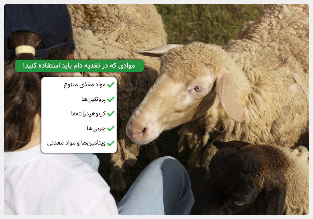 باید و نبایدهای خوراک دام: راهنمای جامع انتخاب خوراک دام مناسب و اقتصادی